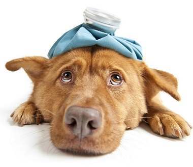Urinary Tract Infections in Cats and Dogs