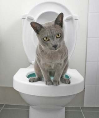 Urinary Tract Infections in Cats and Dogs