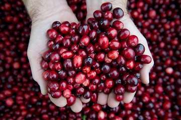 Cranberry – A Myriad of Benefits